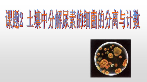 专题04 土壤中分解尿素的细菌的分离与计数-2020-2021学年高二生物课件(人教版选修1)