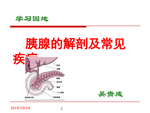 学习_胰腺的解剖及常见疾病(1)