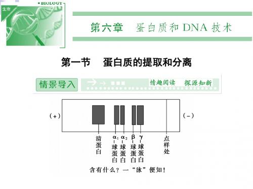 6.1 蛋白质的提取和分离 课件(中图版选修1)