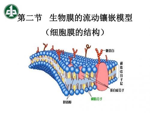 生物膜的流动镶嵌模型