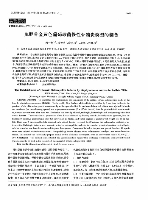 兔胫骨金黄色葡萄球菌慢性骨髓炎模型的制备
