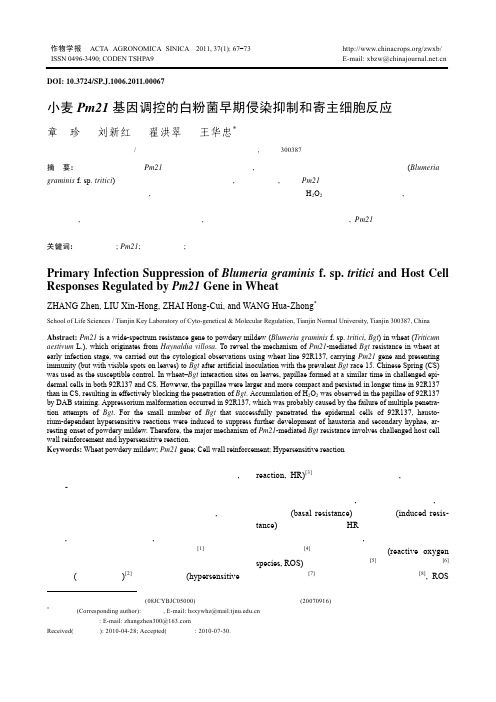 小麦Pm21基因调控的白粉菌早期侵染抑制和寄主细胞反应