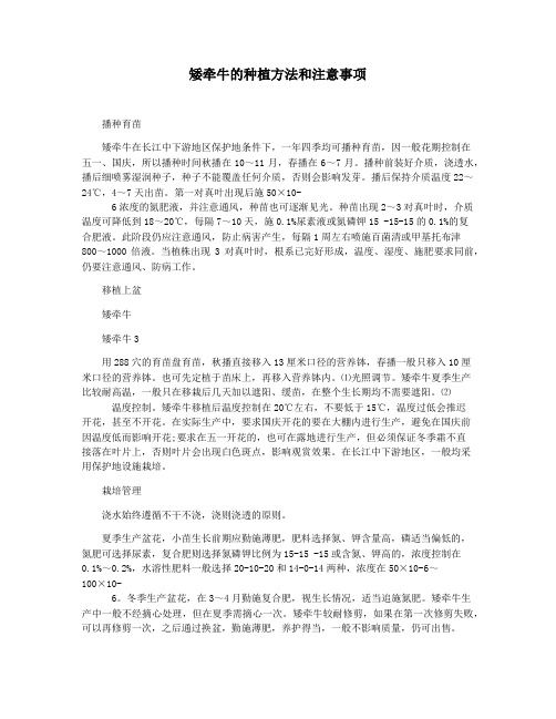 矮牵牛的种植方法和注意事项