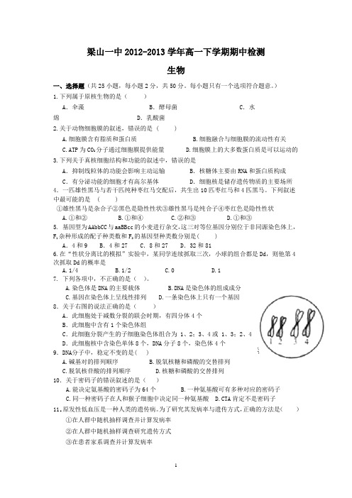 【生物】山东省济宁市梁山一中2012-2013学年高一下学期期中考试21