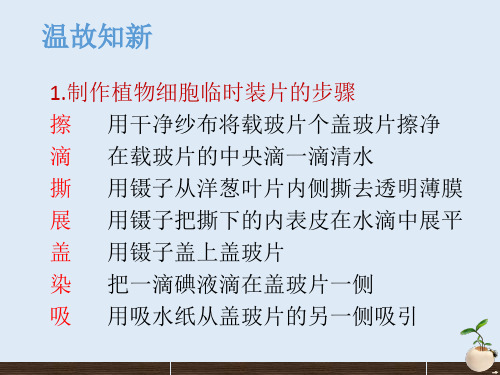 人教版七年级生物 上册 第二单元 第一章 第三节 动物细胞 课件