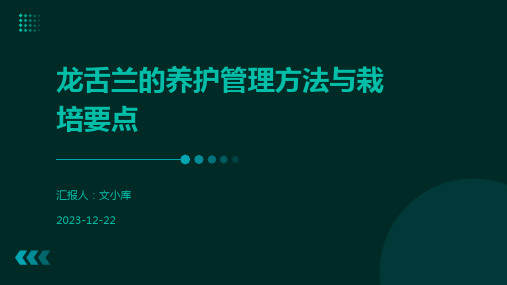 龙舌兰的养护管理方法与栽培要点