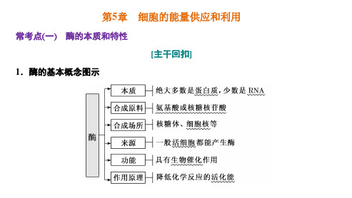 2024届高三一轮复习生物：第5章 细胞的能量供应和利用—把握3个常考点课件