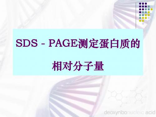 PAGE测定蛋白质的相对分子量