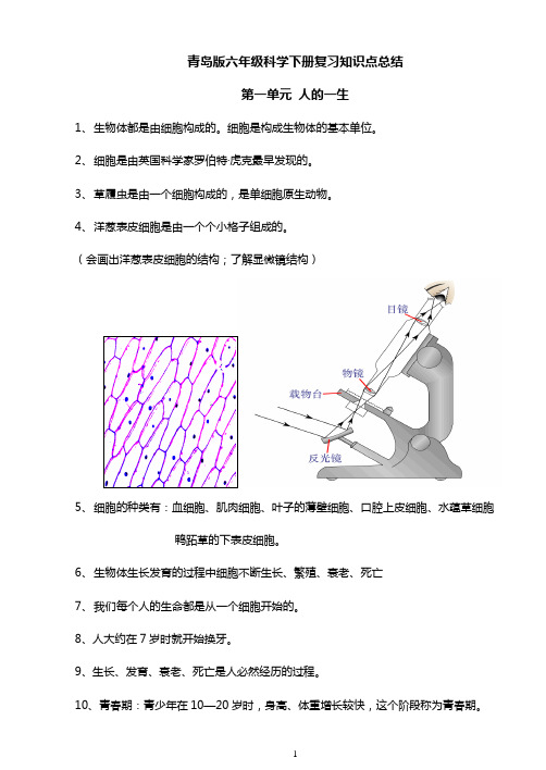 青岛版六年级下册科学(全册)知识点总结材料及试题