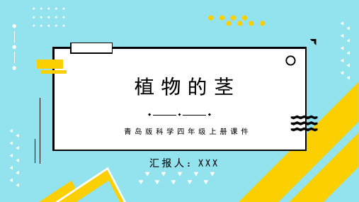 青岛版科学四年级上册课件植物的茎PPT模板