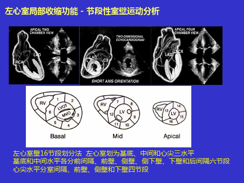 心脏超声课件：节段性室壁运动分析