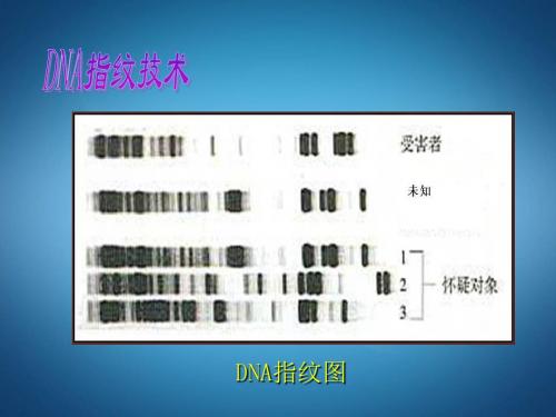 高中生物人教版必修一：2.3 遗传信息的携带者——核酸 课件