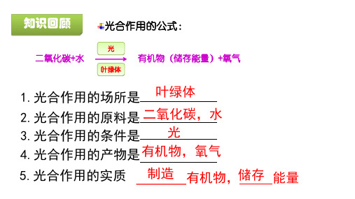 第二节绿色植物的呼吸作用课件-人教版生物七年级上册