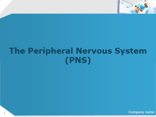 The Peripheral Nervous System (PNS)外周神经系统