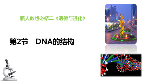 3-2DNA的结构(教学课件)-高中生物学人教版(2019)必修二