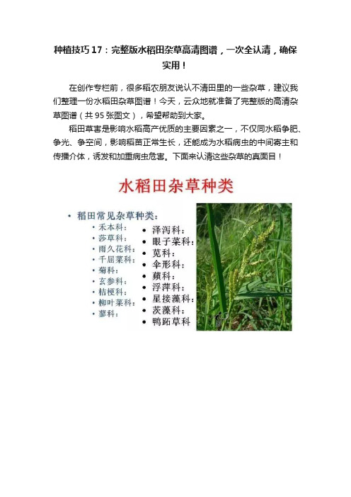 种植技巧17：完整版水稻田杂草高清图谱，一次全认清，确保实用！