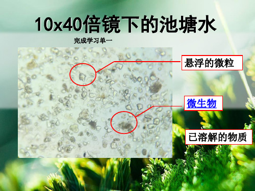 牛津上海版科学六年级下册水的净化 课件