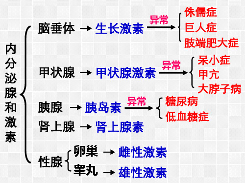 八年级上《神经调节》课件下载浙教版