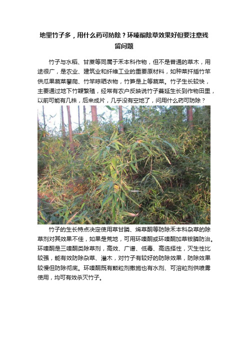 地里竹子多，用什么药可防除？环嗪酮除草效果好但要注意残留问题