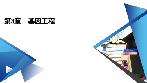 高中生物 人教版 选择性必修三  基因工程整合 课件 (41张)