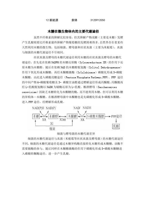 木糖代谢途径