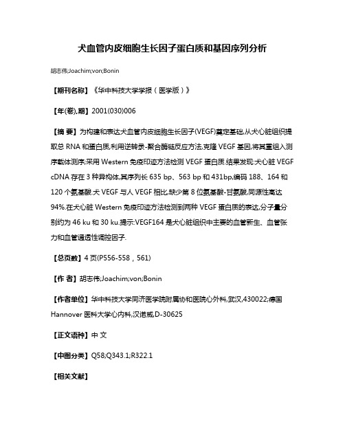 犬血管内皮细胞生长因子蛋白质和基因序列分析