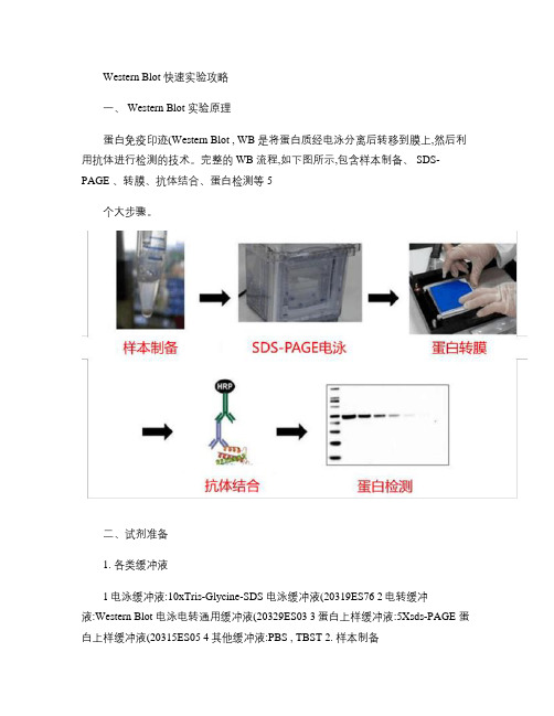 Western Blot快速实验攻略概要