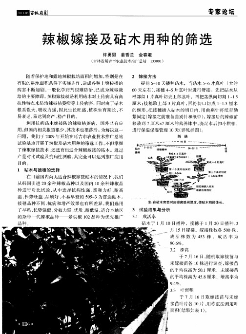 辣椒嫁接及砧木用种的筛选