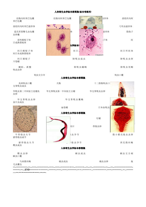 人体寄生虫学标本彩图集