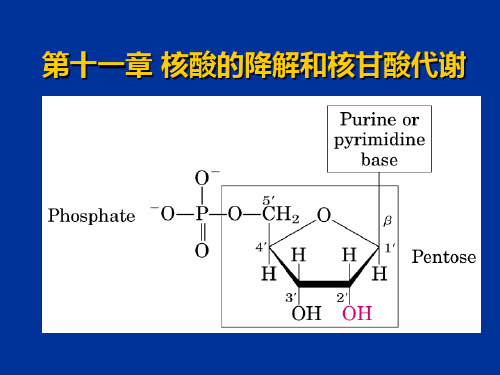 第十一章核酸的降解和核甘酸代谢PPT课件