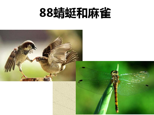 粤教版科学《蜻蜓与麻雀》ppt教学课件1