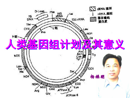 人类基因组计划及其意义