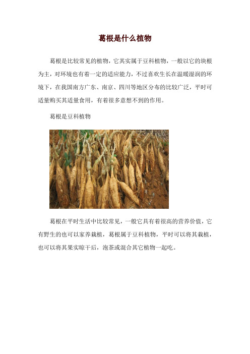 葛根是什么植物