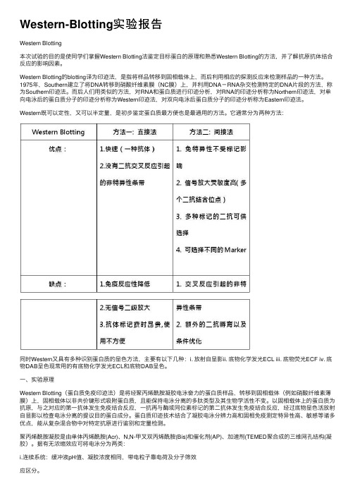 Western-Blotting实验报告