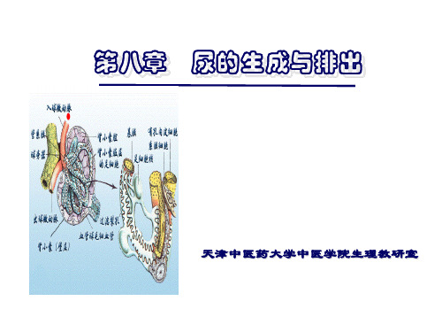 生理学-尿液生成与排出2