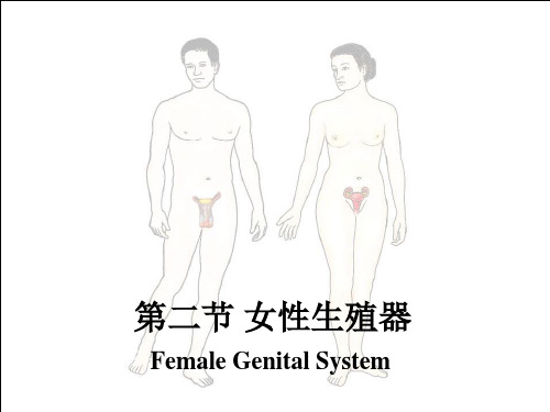 女性生殖