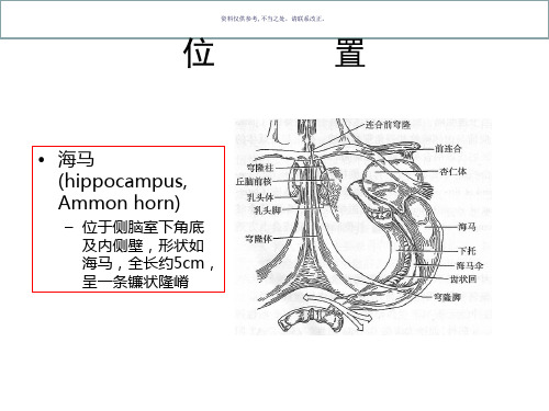 海马解剖结构