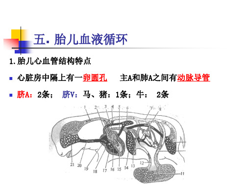 《畜禽解剖学》教学课件：心血管系统5