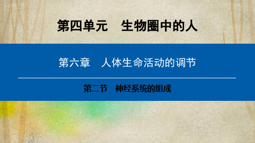 北票市第四中学七年级生物下册 第四单元 第六章 第二节 神经系统的组成课件 新版新人教版