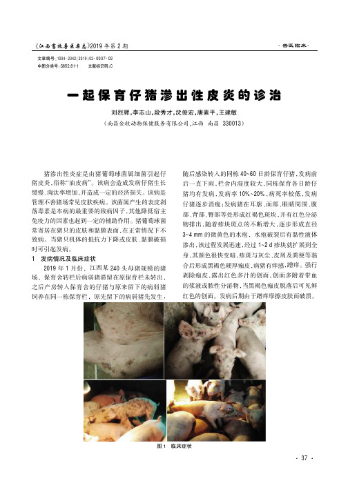 一起保育仔猪渗出性皮炎的诊治