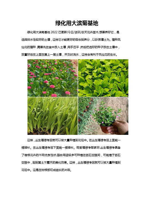 天津绿化用大滨菊培育基地