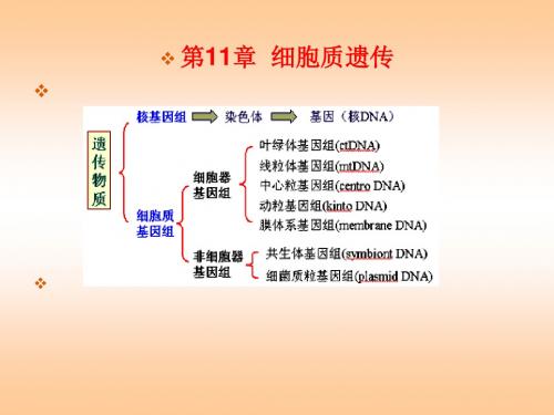 遗传学 第11章细胞质遗传  PPT课件