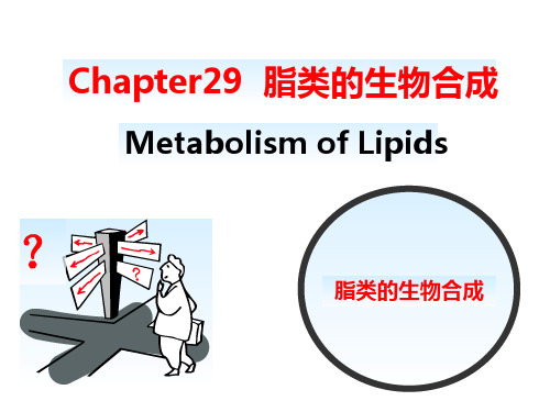 第29章脂类的生物合成