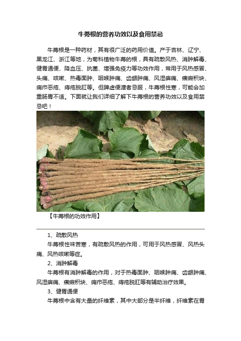 牛蒡根的营养功效以及食用禁忌