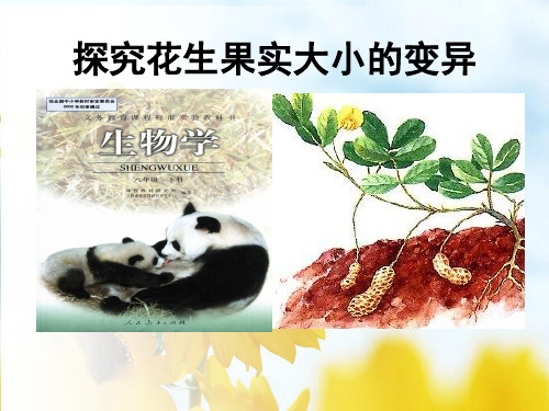 探究花生果实大小的变异 终稿