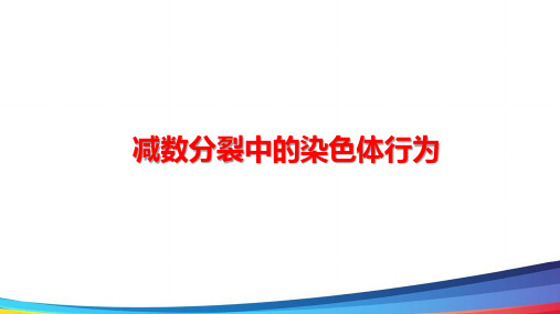 高中生物《一轮复习减数分裂》优质课精品PPT课件