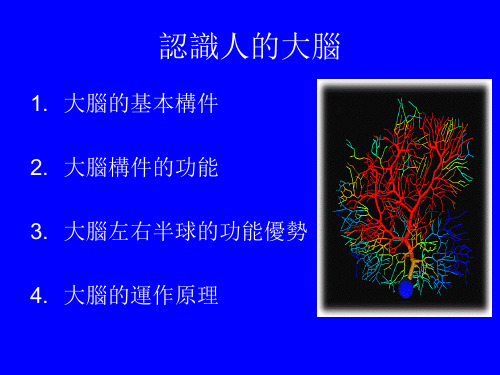 大脑左右半球的功能优势