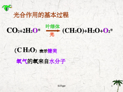 《光合作用的过程》PPT课件