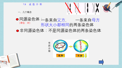 沪科版高中生命科学第二册7.3《减数分裂》ppt课件3