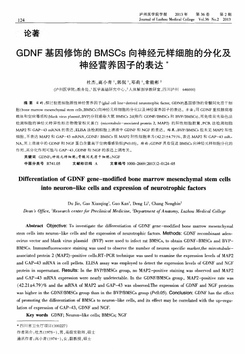 GDNF基因修饰的BMSCs向神经元样细胞的分化及神经营养因子的表达